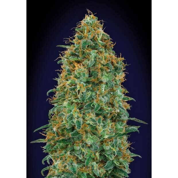 00 Seeds Blueberry 25 Stk feminisiert