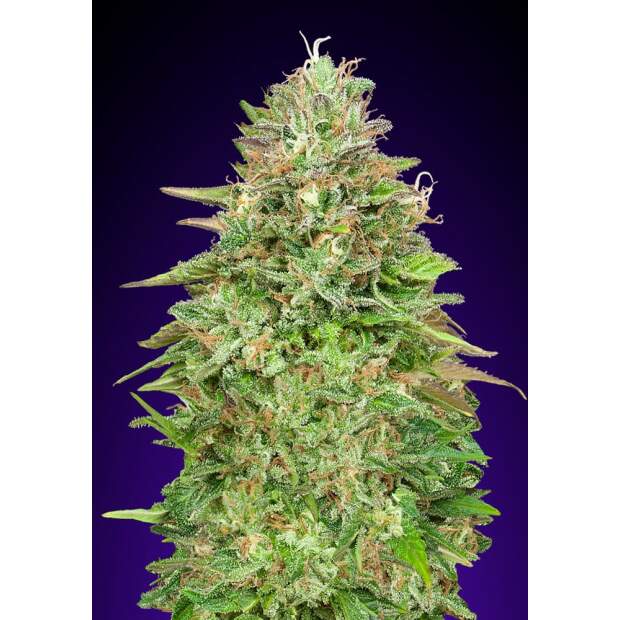 00 Seeds Critical Poison Fast 25 Stk feminisiert