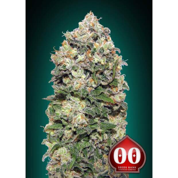 00 Seeds Northern Lights 3 Stk feminisiert