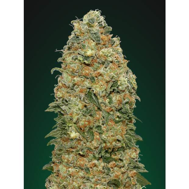 00 Seeds White Widow 5 Stk feminisiert