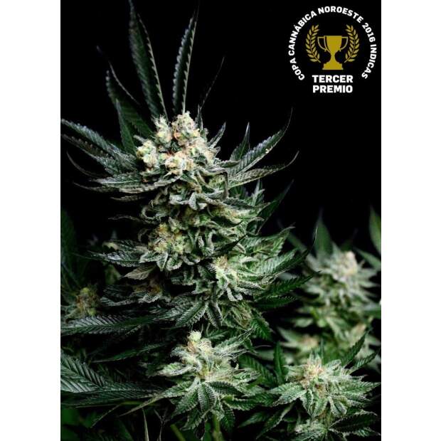 Absolute Cannabis Seeds Critigal + 5 pcs feminised