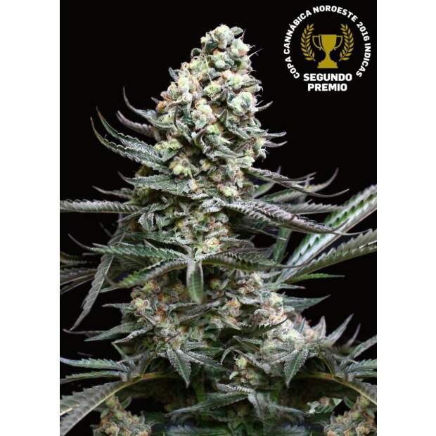 Absolute Cannabis Seeds Nordes 3 pcs feminised