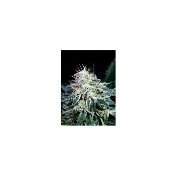 Absolute Cannabis Seeds Radical Auto 5 Stk feminisiert