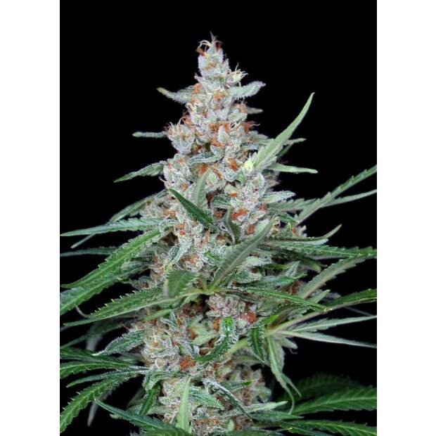 Absolute Cannabis Seeds Utopia 3 pcs feminised