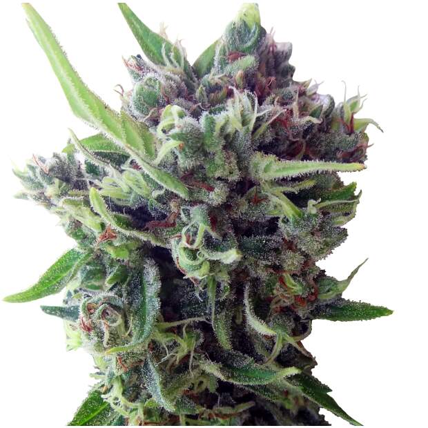 Ace Seeds Auto Zamaldelica 3 Stk feminisiert