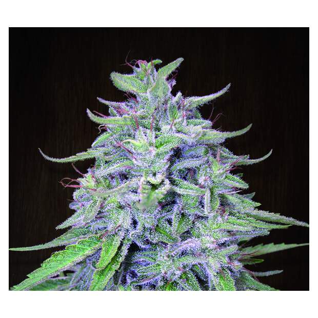 Ace Seeds Bangi Haze 5 Stk regular