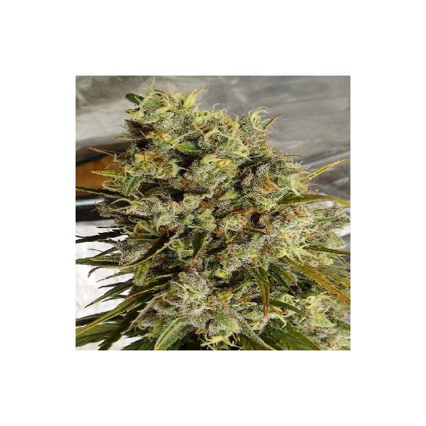 Ace Seeds C5 Haze X Kali China 5 pcs feminised