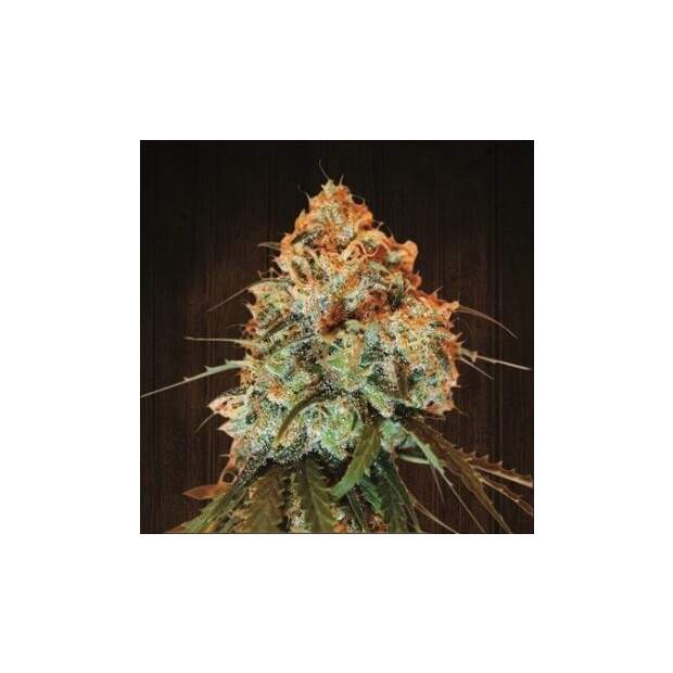 Ace Seeds Golden Tiger 5 Stk feminisiert