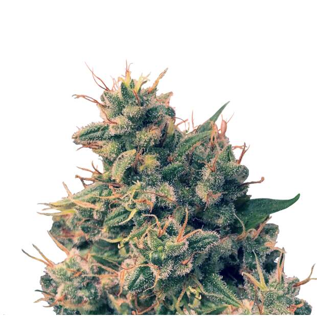 Ace Seeds Guawi 5 Stk regular