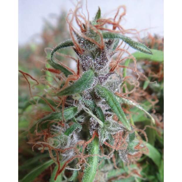 Ace Seeds Honduras 5 Stk regular