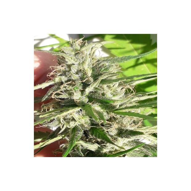 Ace Seeds Nueva Caledonia 10 pcs regular