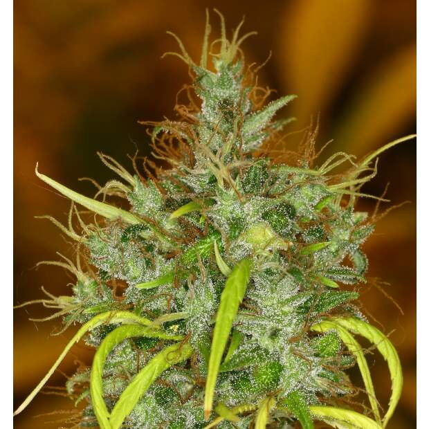 Ace Seeds Panama Haze 3 Stk feminisiert