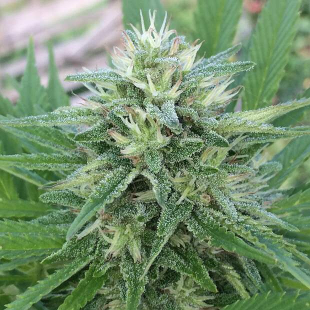 Ace Seeds Panama X Bangi Haze 3 pcs feminised