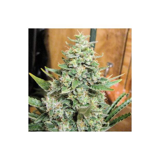 Ace Seeds Panama X Malawi 10 Stk regular