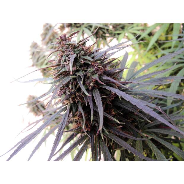 Ace Seeds Purple Haze X Malawi 3 pcs feminised