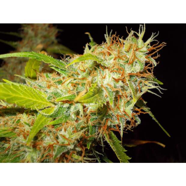 Ace Seeds Zamaldelica 10 Stk regular