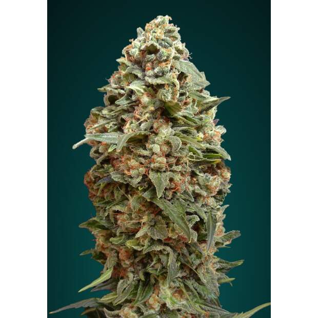 Advanced Seeds Afghan Skunk 25 Stk feminisiert