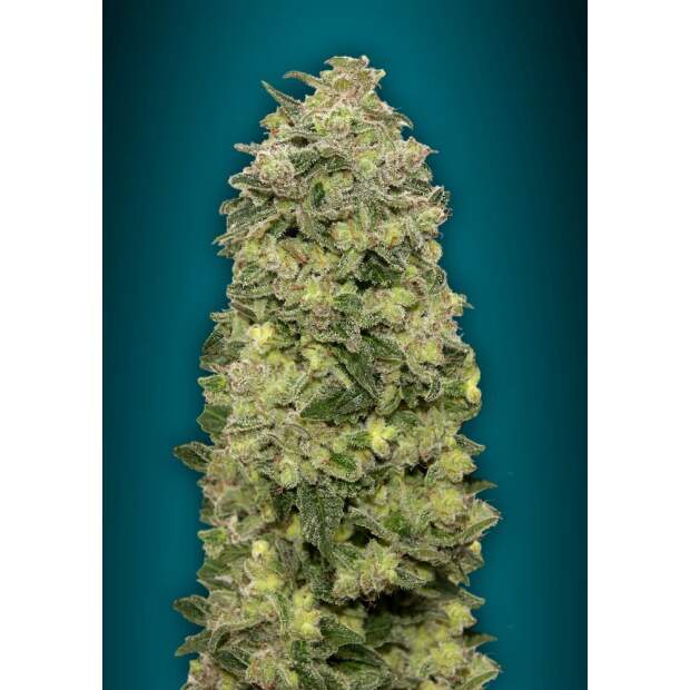 Advanced Seeds Auto Afghan Skunk 3 pcs feminised