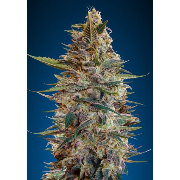 Advanced Seeds Auto Bluediesel 3 Stk feminisiert