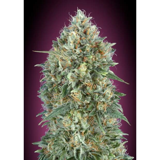 Advanced Seeds Auto Gelato #33 3 Stk feminisiert