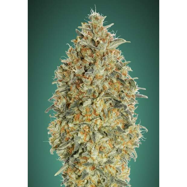 Advanced Seeds Auto Gorilla Blue 100 pcs feminised