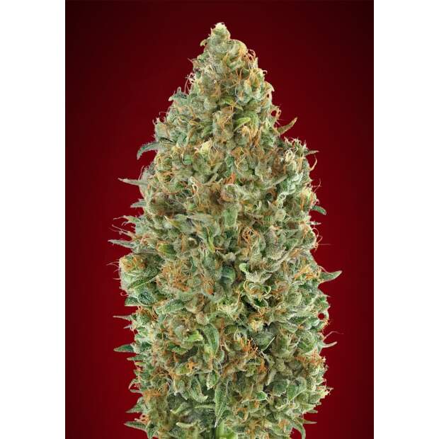 Advanced Seeds Auto Kaya 47 3 pcs feminised