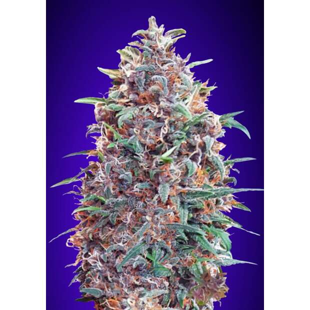 Advanced Seeds Auto Purple Diesel 3 pcs feminised