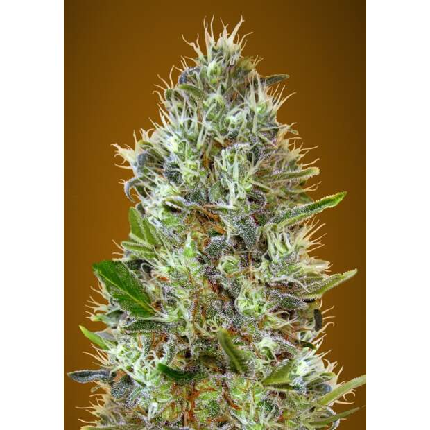 Advanced Seeds Auto Somango 3 Stk feminisiert