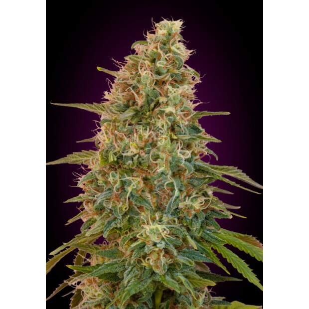 Advanced Seeds Auto Zkittlez 3 pcs feminised