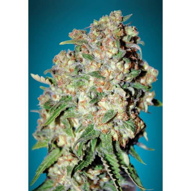 Advanced Seeds Critical 3 pcs feminised