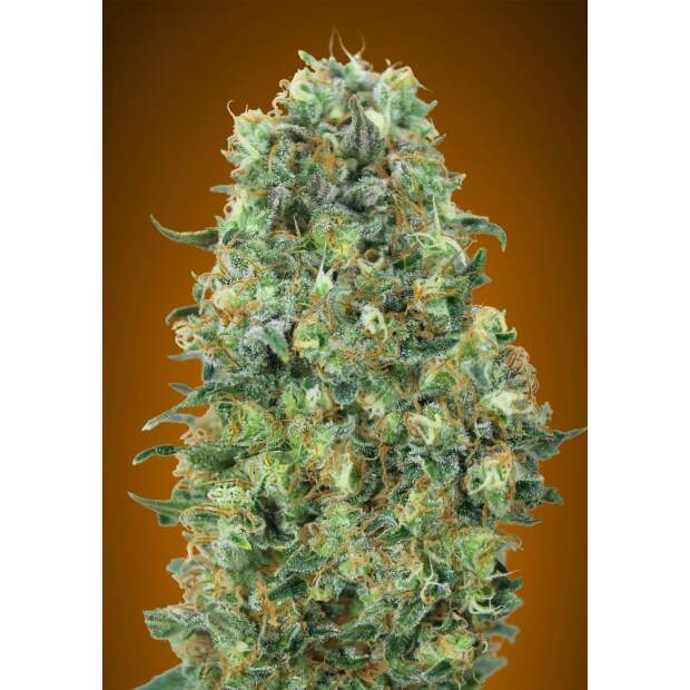 Advanced Seeds Critical Mass 25 pcs feminised