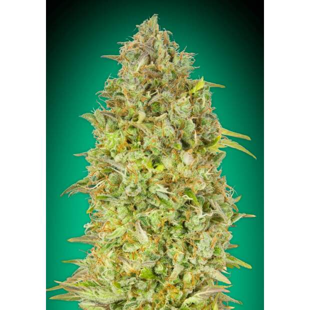 Advanced Seeds Skunk 47 3 Stk feminisiert