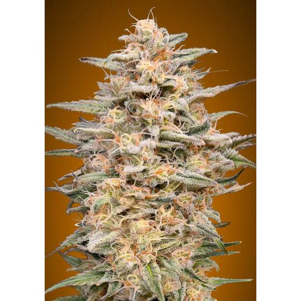 Advanced Seeds Somango Widow 3 Stk feminisiert