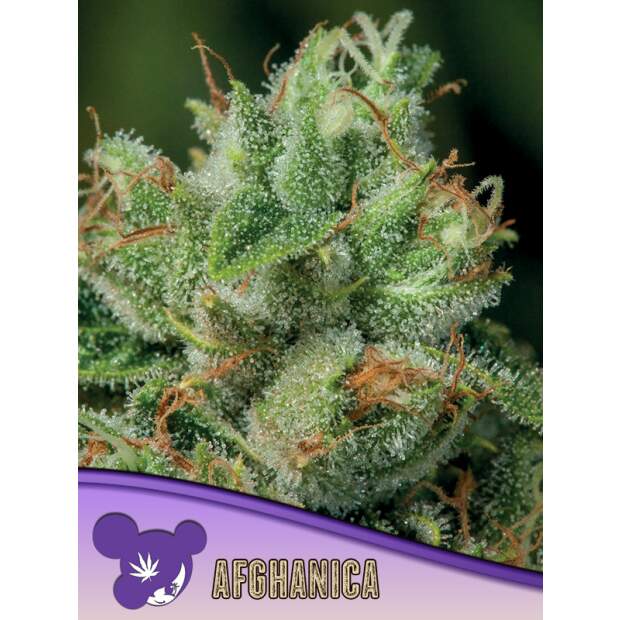 Anesia Seeds Afghanica 3 Stk feminisiert