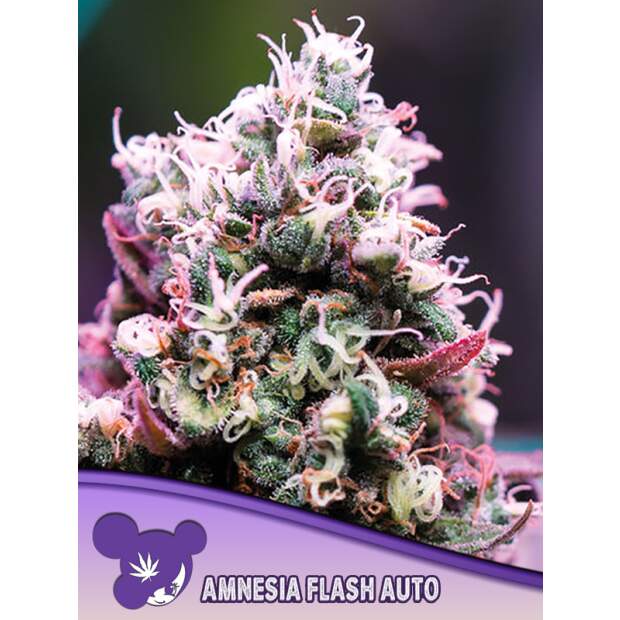 Anesia Seeds Amnesia Flash Auto 5 pcs feminised