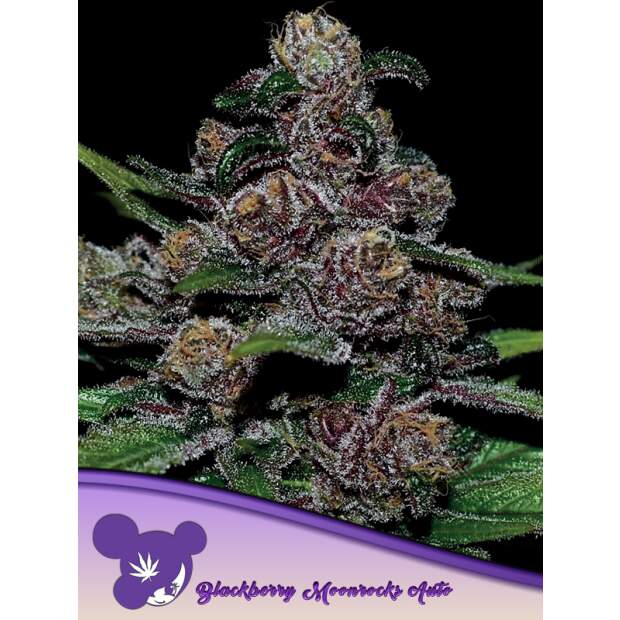 Anesia Seeds Auto Blackberry Moonrocks 3 Stk feminisiert