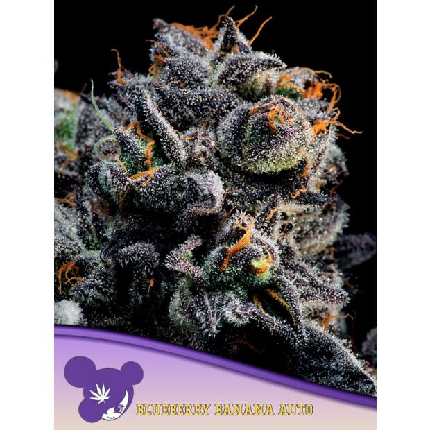 Anesia Seeds Auto Blueberry Banana 3 pcs feminised