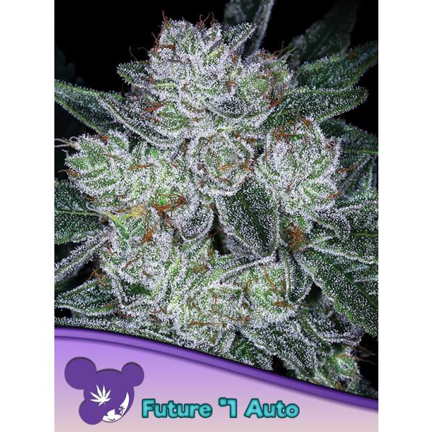 Anesia Seeds Auto Future  #1 5 pcs feminised