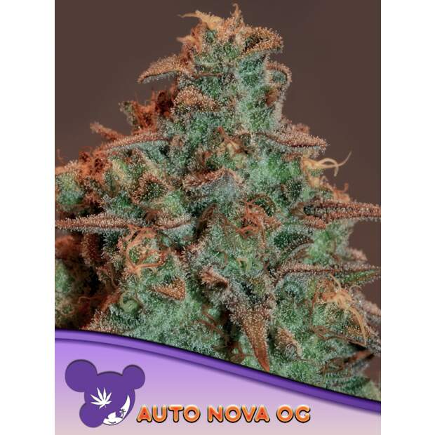 Anesia Seeds Auto Nova OG 3 pcs feminised