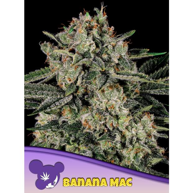 Anesia Seeds Banana Mac 3 pcs feminised