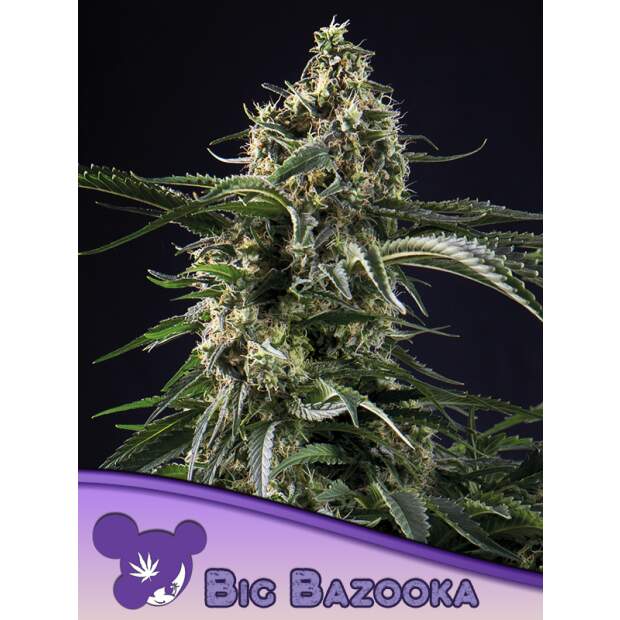 Anesia Seeds Big Bazooka 3 Stk feminisiert