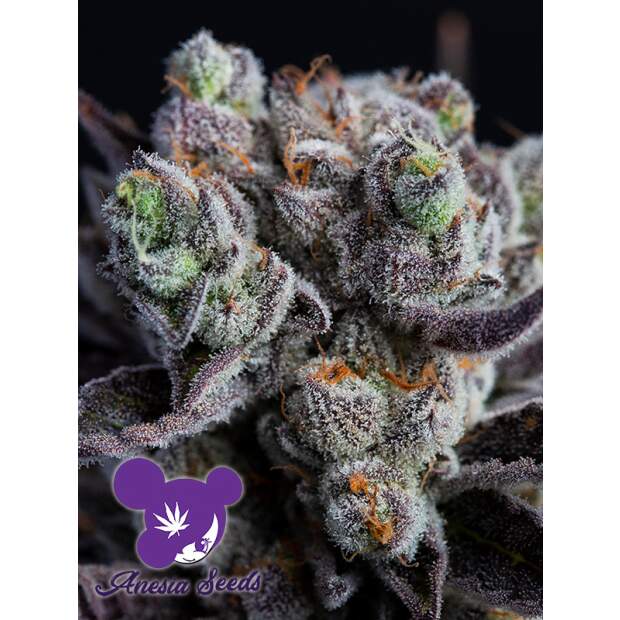 Anesia Seeds Blackberry Moonrocks 10 Stk feminisiert