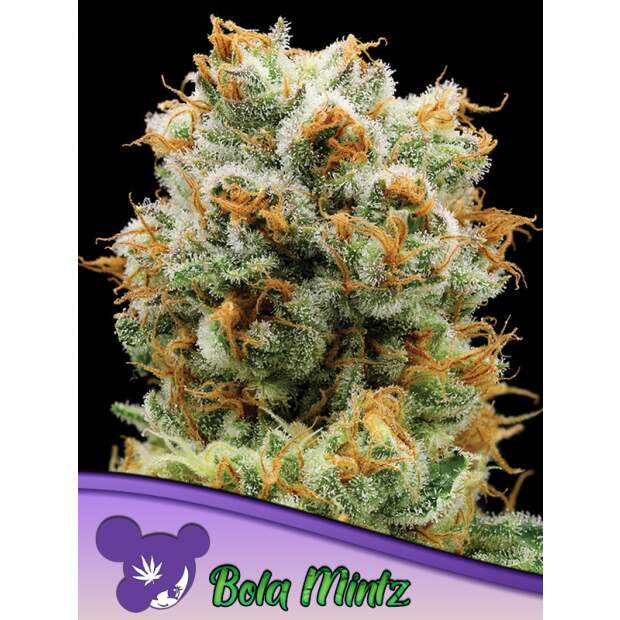 Anesia Seeds Bola Mintz 3 pcs feminised