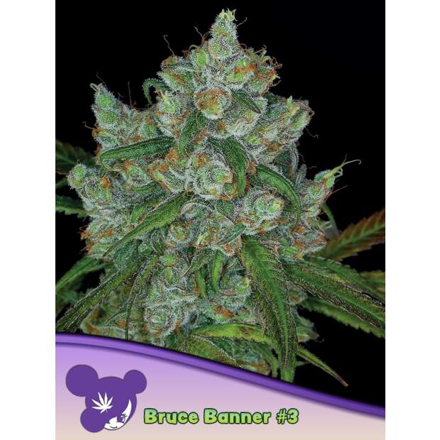 Anesia Seeds Bruce Banner #3 3 pcs feminised