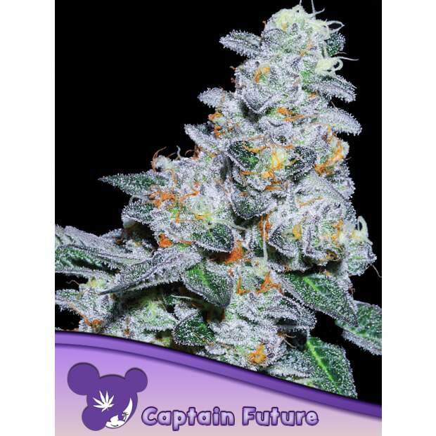 Anesia Seeds Captain Future 3 Stk feminisiert