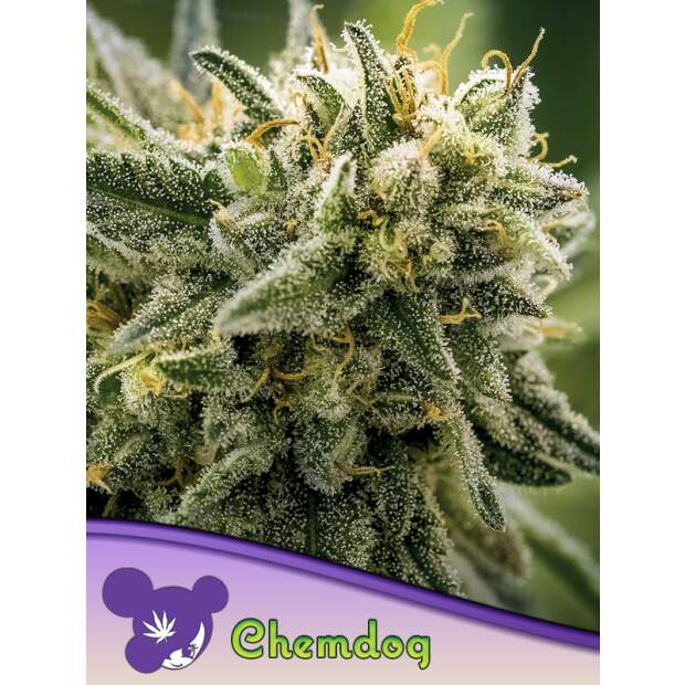 Anesia Seeds Chemdog 5 Stk feminisiert