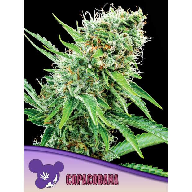 Anesia Seeds Copacobana 3 Stk feminisiert