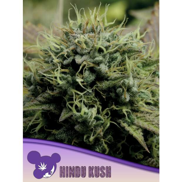 Anesia Seeds Hindu Kush 3 pcs feminised