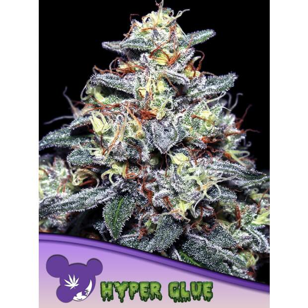 Anesia Seeds Hyper Glue 5 Stk feminisiert