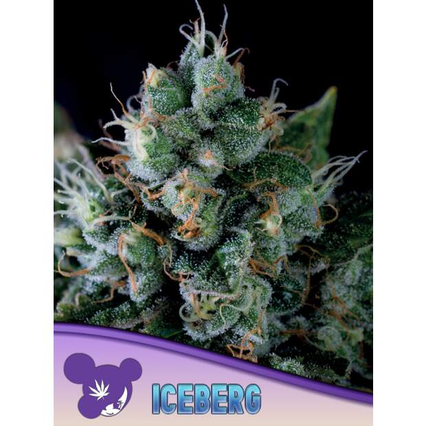 Anesia Seeds Iceberg 5 Stk feminisiert